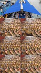 [고흥,녹동] 261011녹동제니스2호 붉바리 초대박조황51cm,4짜마니 사이… 사진