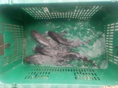 삼길포 만석좌대 10월 13일 입어식 조황 입니다 사진