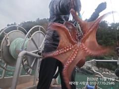 "여밭돌문어"1.6kg1.4kg1.3kg1.2kg1.2kg외 대물들 마릿수 왕창~(예약가능) 사진