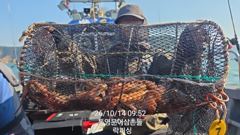 (실시간)문어 구덩이 초~대박 K 포함 벌써 이만큼~락피싱(15… 사진