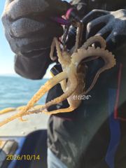 다래호 실시간 왕쭈꾸미 우당탕탕탕 쏟아집니다 내일도 달립니다 즐… 사진