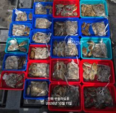 [진해] <야간갑오징어>펀치훅훅!수,목~&<주간쭈꾸미>토,일 예약가능 사진