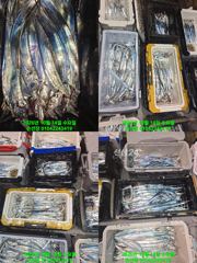 [마산] 내만 갈치 바람불어도 많이 잡고 입항 오늘도 예약가능 정상 출항