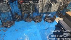 야간돌문어 씨알 좋고 개인 15수까지 만이 잡았네요 목요일부터 정상출항