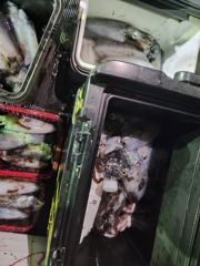 [거제] (무늬오징어)무시급 속출 내만팁런 먹물파티 대동낚시(오늘 예약) 사진