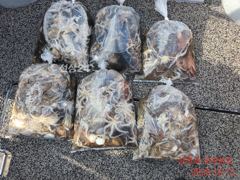 [사천] 문꾸미 전성시대...문꾸미가 펄펄 날아다닙니다!!