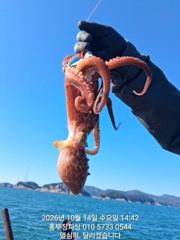 (문어)14일 조황 원도권 키로~중량급 이만큼 홍부장피싱(15일 예약) 사진