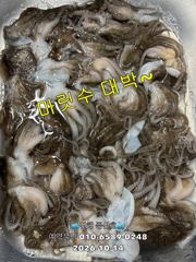 (풍산)쭈꾸미 150수~100수~80수~ 초대박~(예약가능합니다)