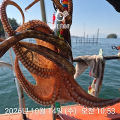 역시 씨알 좋은 문어가