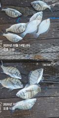 [거제] 거제 ( 어구 일성호 ) 감성돔 손맛 ! 전마선 조황 사진