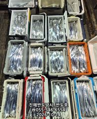 [진해] 14일,내만갈치,대박행진,엄청나게 나옵니다.내일출항(목,금~예약… 사진