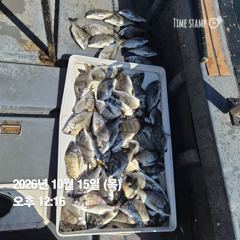 10.14 [동해,삼척] 임원항태평양호 왕대구 출조