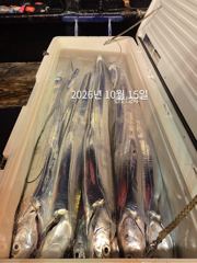 제주갈치는 제주답게~ 제주 구룡호(9DRAGON) 10월 14일 수요일 <<< 갈치 출조 >>>