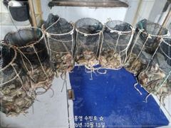 바랍구디 야간문어 조황~