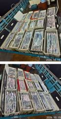 [거제] 먼바다 왕갈치 10월15일 목요일 조황 사진