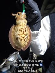 대호피싱 10월15일 갑오징어 나왔습니다