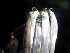 [통영] 계속되는.대박.전원.만쿨.대.왕.갈치.두쿨러.오늘긴급예약.내일(…