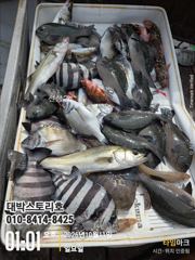 [통영] 감성돔어초흘림~ 감성돔,벵에,뺀찌 손맛보실분~