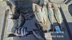 [거제] 선상참돔/오짜부터 덩치들 줄줄이,슈퍼전갱이까지.긴꼬리벵에돔