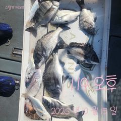 [고성] 15일 감성돔 흘림 조황입니다.
