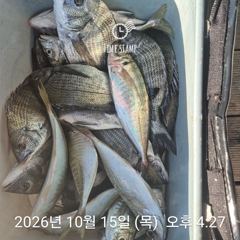 [거제] 1인 30갑부터 감성돔 전갱이 선외기조황