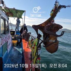 [사천] 씨알 좋은 문어는 꾸준히