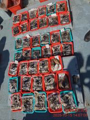 진해뉴월드피싱 ~~ 전원 세자리이상 잡고 철수했습니다..낼 금요일 자리 엄청나게 널널합니다.. 소수인원이라도 출조합니다 사진
