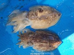 [진해] 10/15 돌문어 K급외 굵직 굵직한 넘 굿조황.. ( 내일예… 사진