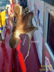 문어같은쭈꾸미 내일도 달립니다 사진