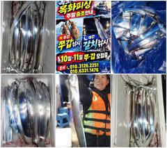 목화피싱 10/14일 야간 갈치낚시 조황 씨앟 좋은걸 잡았네요.대신 마릿수 작네요.