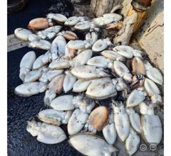 26년10월15일 대천항봉선장 아이언호 쭈꾸미갑오징어조황 사진