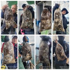 [사천] 쭈꾸미 호조황!장원 213수외 사진