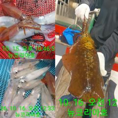 쿨리가득입항!!!씨알좋고 마릿수도 만족스럽네요 오늘도 달려요!!!