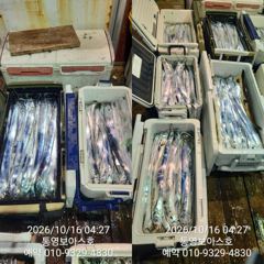 보아스피싱 대박 조황 4지5지 쿨러 꽉 꽉~