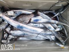 ((해림1호))내만겟바위 루어 갈치 조항~ 사진