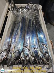 내만칼치ㅡ마트용 씨알급으로 퍽퍽 손맛좋고 마릿수굿(오늘예약가능