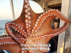 16일, 군산 왕문어 ~묵직한 손맛, 싸이즈 좋은 왕문어~실시간~군산낚시프라자 챔피언호