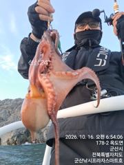 16일, 군산 왕문어 ~싸이즈 좋은 왕문어~오늘도 나오고 있어요~실시간~군산낚시프라자 스마트호