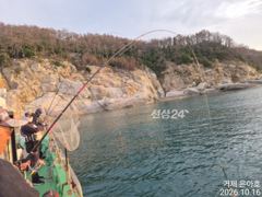 《감성돔 》돍ㆍ감.ㆍ벵 마릿수 진행중 ~