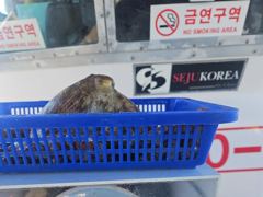 "여밭돌문어" 1400g1200g1000g외 개인 2자리수들로 마릿수 조황 좋아요^^ (일 예약가능) 사진