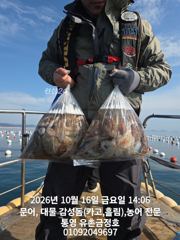 통영 금정호 문어선상 대박조황! 내일 오후와 일요일 자리여유있습니다