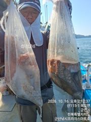 16일, 군산 왕문어 ~가을시즌에 낚이는 덩치급 왕문어~11분 조황~군산낚시프라자 스마트호