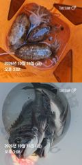 [거제] 거제 ( 어구 일성호 ) 감성돔 갑 오징어 조황 !