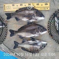 [사천] 삼천포 내만권 감성돔