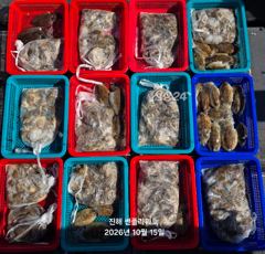 <야간갑오징어>토요일 예약중 & <주간쭈꾸미>월,화,수~예약가능