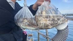 주꾸미 전원 묵직하게~~ 사진