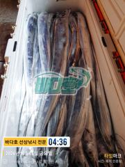 [[대림낚시바다호] ] 왕갈치 또 해냈습니다