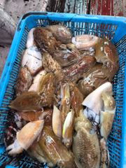 10월16일 갑오징어 조황(20명) 사진