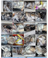 도깨비호 갑오징어 조황(10월 15일)