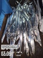 [팁런] k,k,완전 무시급들(오늘,출항확정,자리널널)